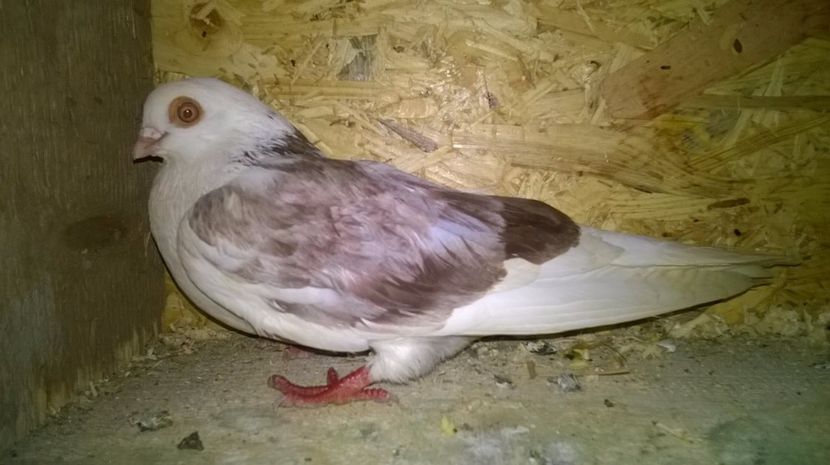 Mascul - Galateni matca 2017