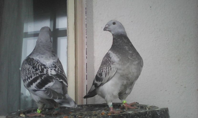  - PUII 2017 DIN LA FABRICA