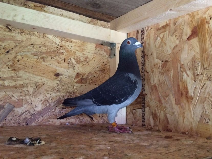 Mascul RO 2014-0817078 FCPR - 1-Matca 2016