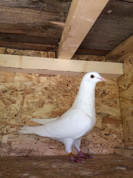 Femala RO 2014-0852202 FCPR - 1-Matca 2016