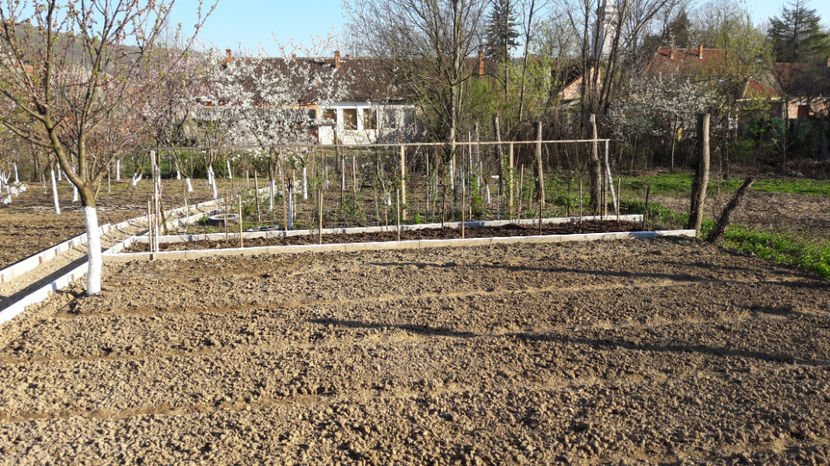  - Primavara 2017 flori si gradina