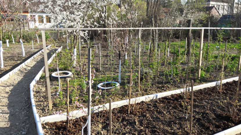  - Primavara 2017 flori si gradina