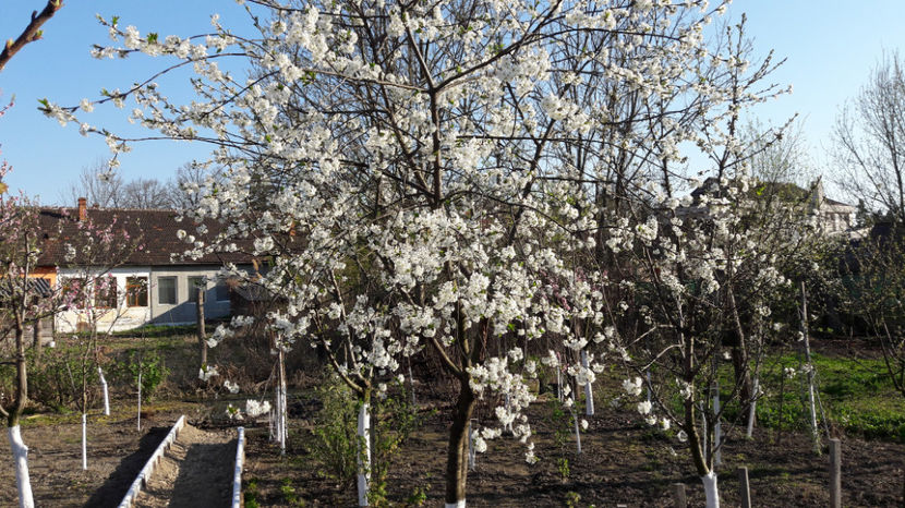  - Primavara 2017 flori si gradina