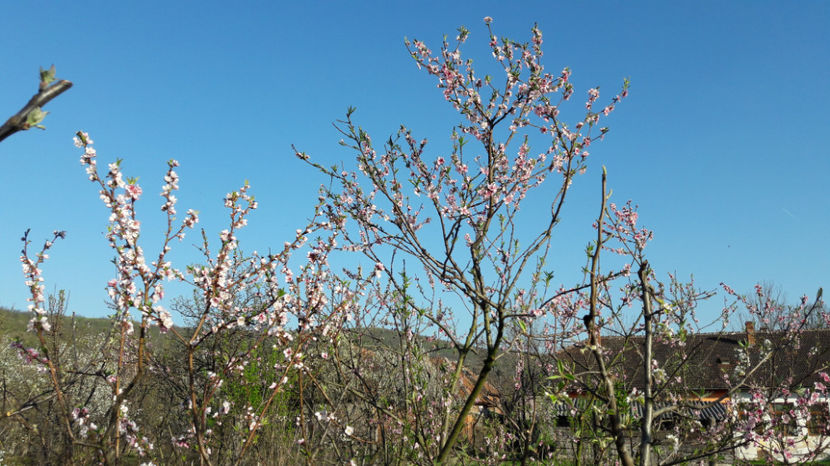  - Primavara 2017 flori si gradina