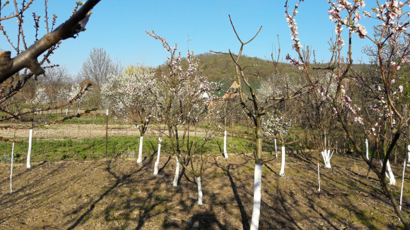  - Primavara 2017 flori si gradina