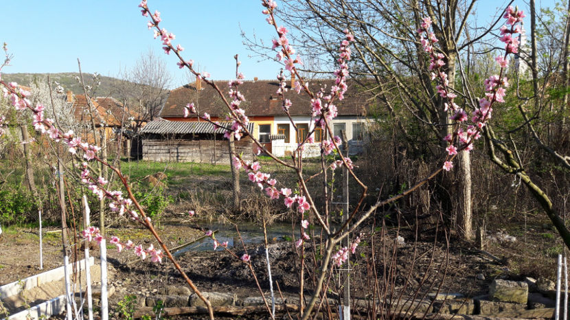  - Primavara 2017 flori si gradina