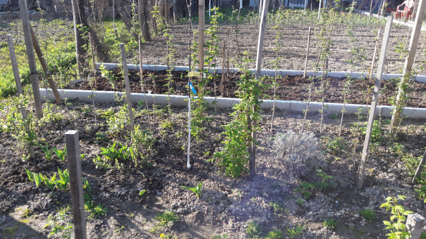  - Primavara 2017 flori si gradina