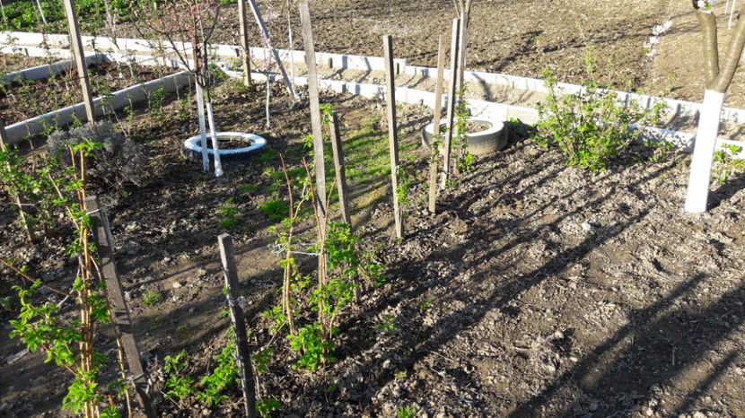  - Primavara 2017 flori si gradina