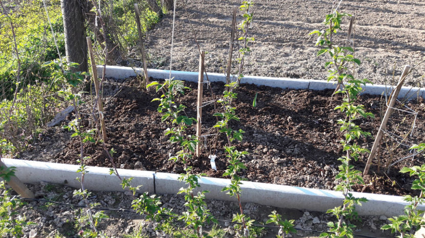  - Primavara 2017 flori si gradina