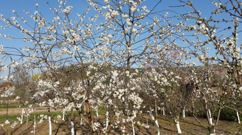  - Primavara 2017 flori si gradina