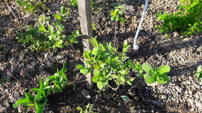  - Primavara 2017 flori si gradina