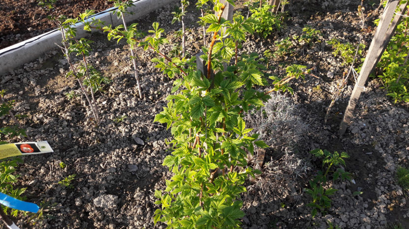  - Primavara 2017 flori si gradina