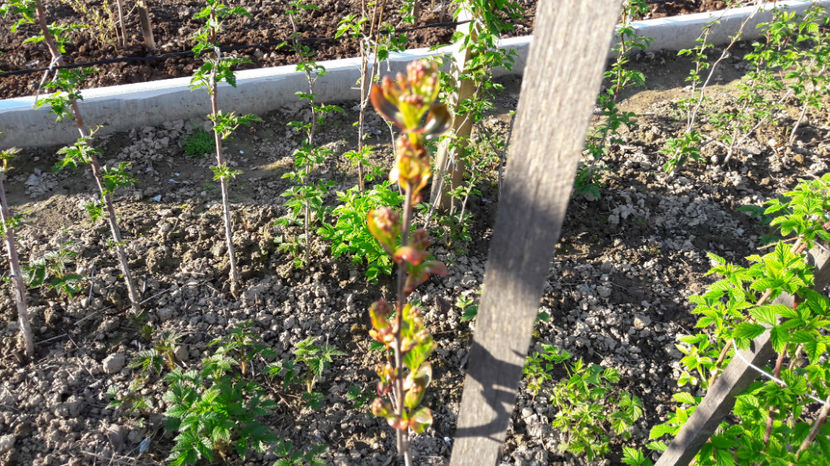  - Primavara 2017 flori si gradina