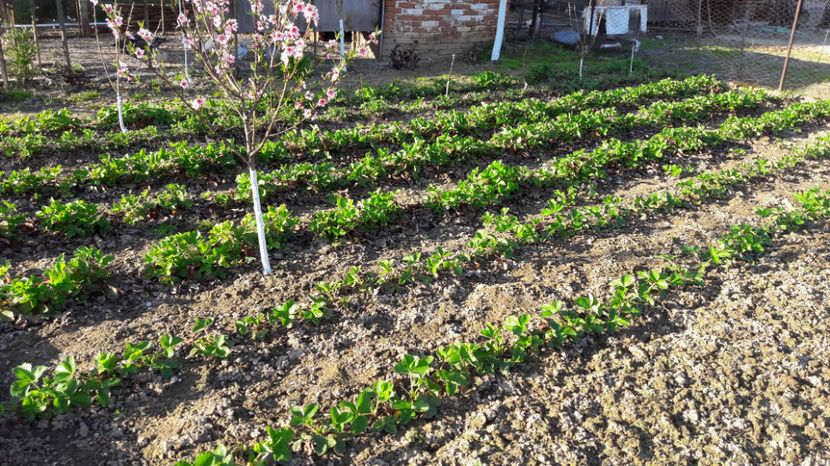  - Primavara 2017 flori si gradina