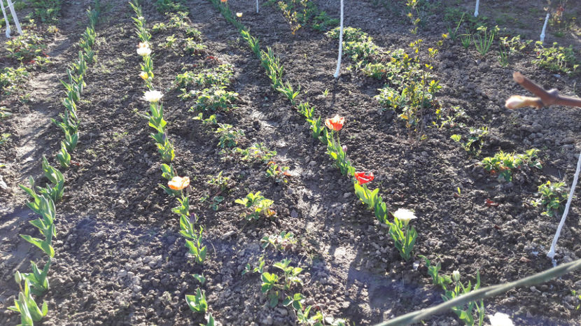  - Primavara 2017 flori si gradina