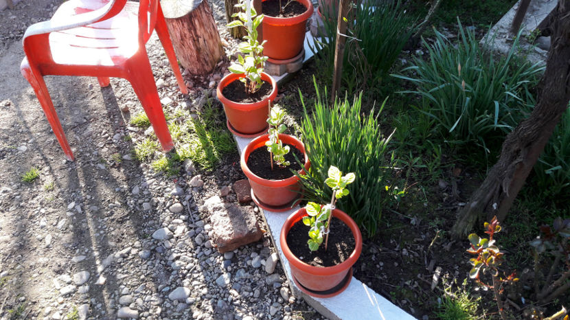  - Primavara 2017 flori si gradina