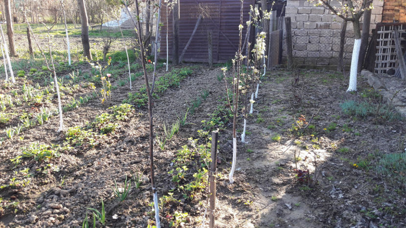  - Primavara 2017 flori si gradina