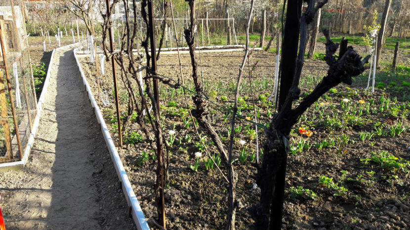  - Primavara 2017 flori si gradina