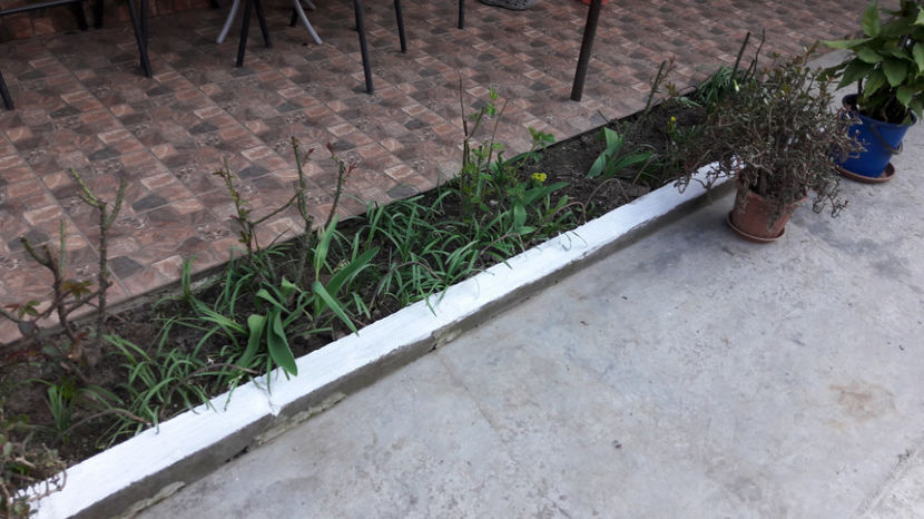  - Primavara 2017 flori si gradina