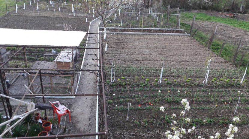  - Primavara 2017 flori si gradina