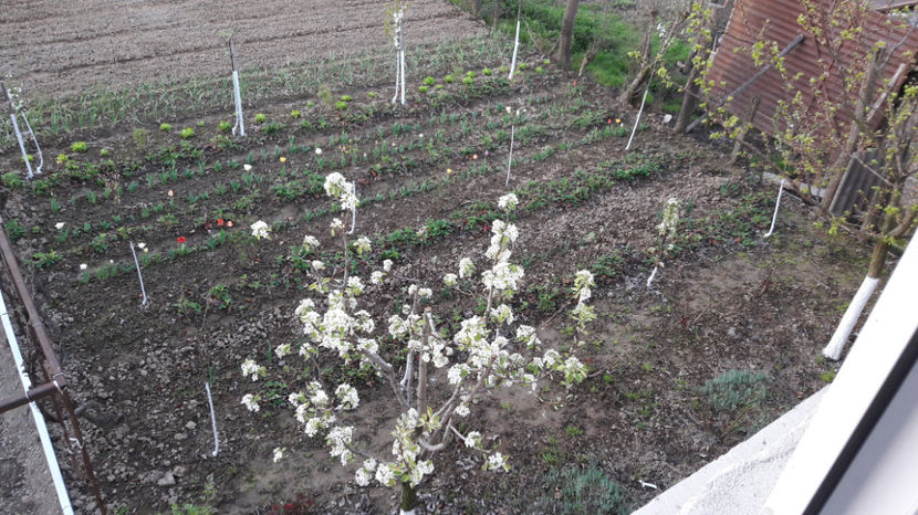  - Primavara 2017 flori si gradina