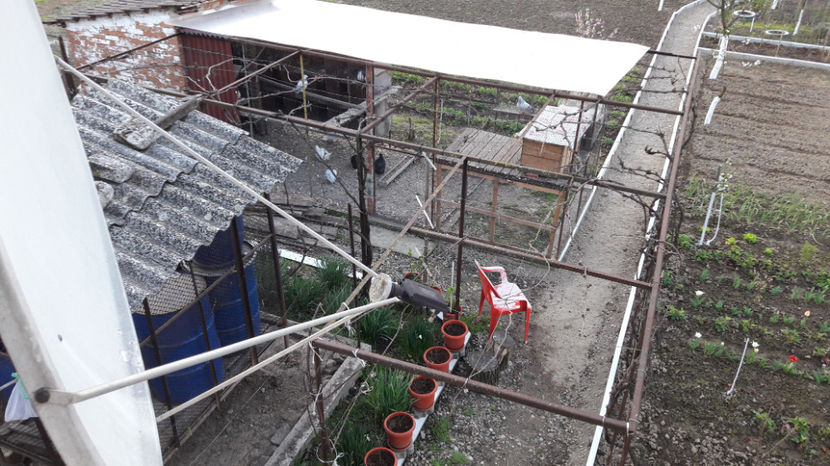  - Primavara 2017 flori si gradina