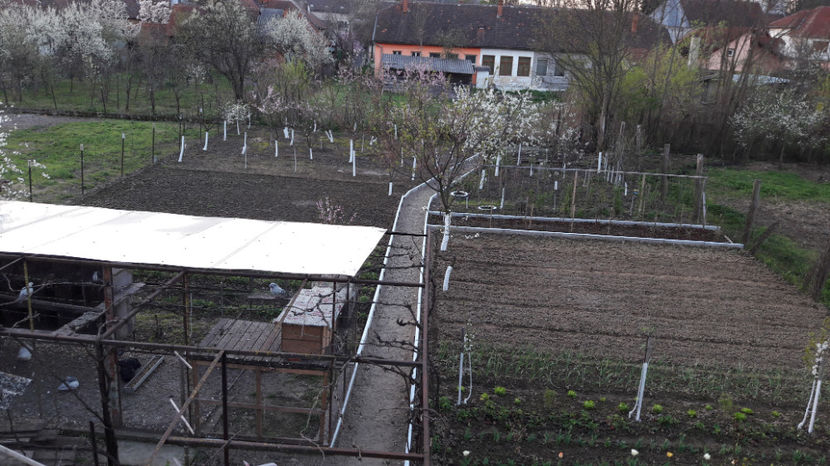  - Primavara 2017 flori si gradina