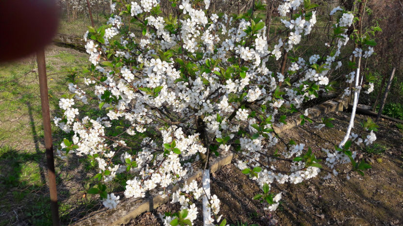  - Primavara 2017 flori si gradina