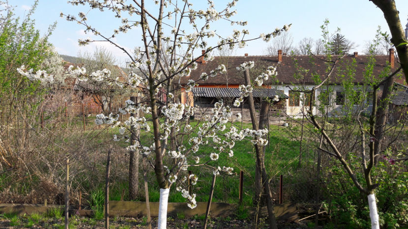  - Primavara 2017 flori si gradina