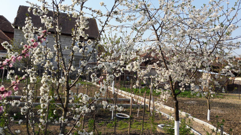  - Primavara 2017 flori si gradina