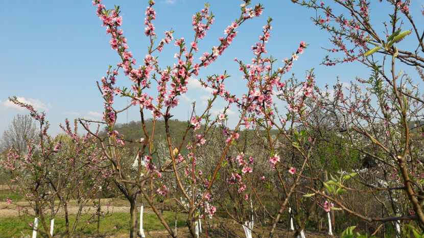  - Primavara 2017 flori si gradina