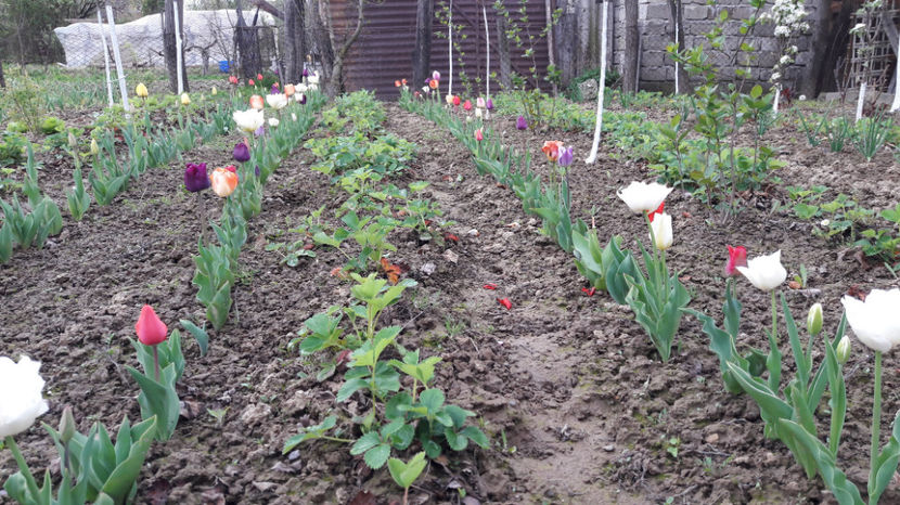  - Primavara 2017 flori si gradina