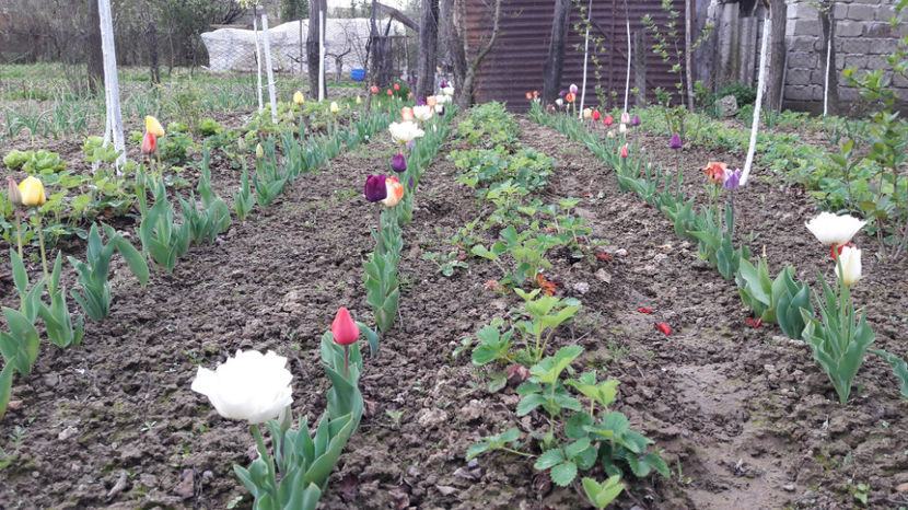  - Primavara 2017 flori si gradina