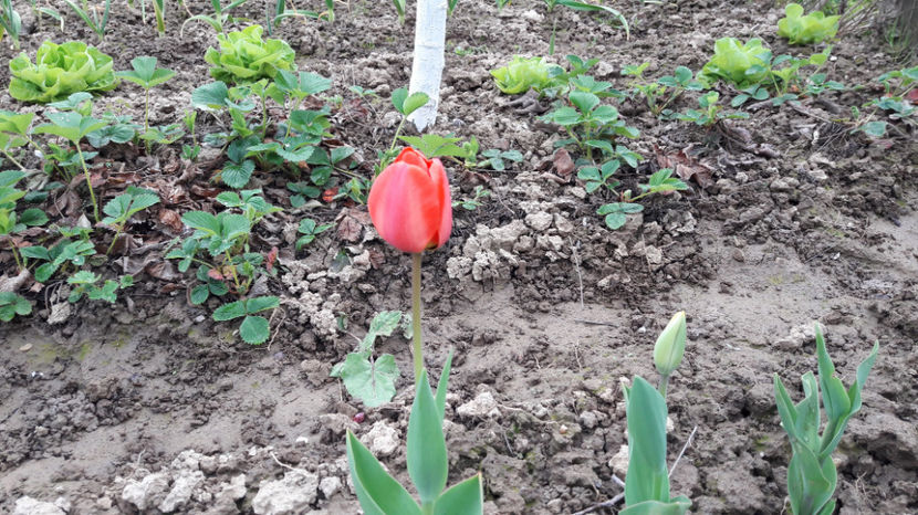  - Primavara 2017 flori si gradina