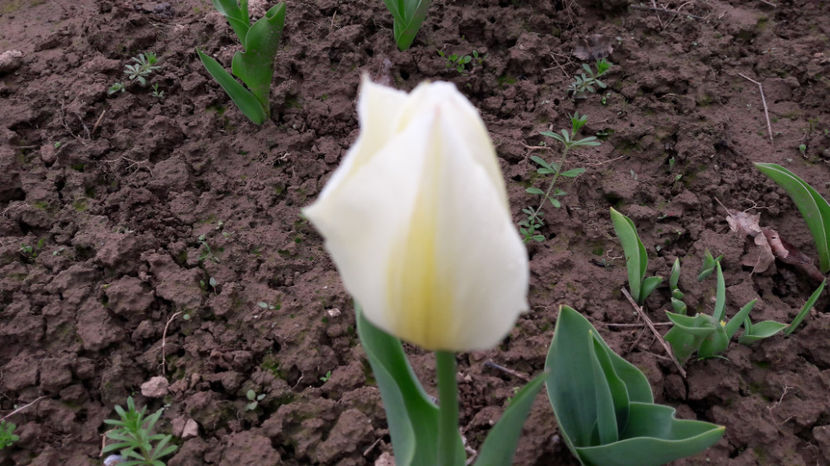  - Primavara 2017 flori si gradina