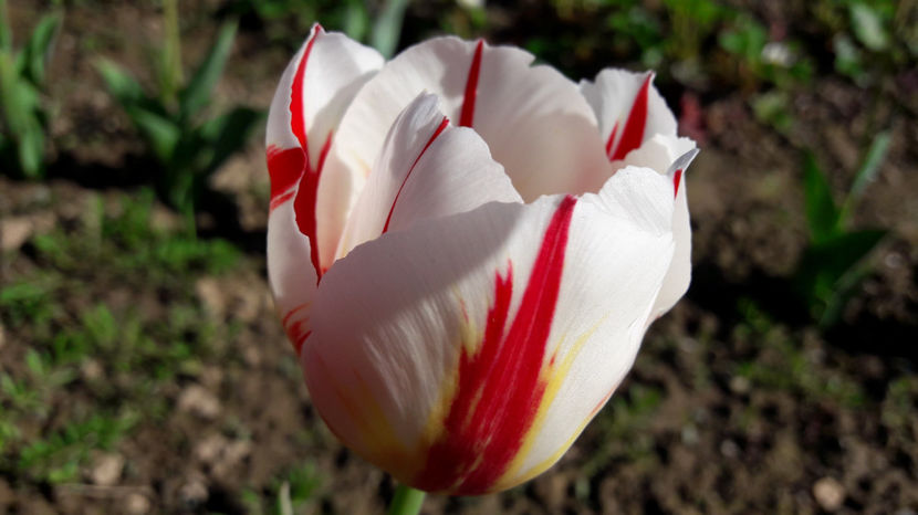  - Primavara 2017 flori si gradina