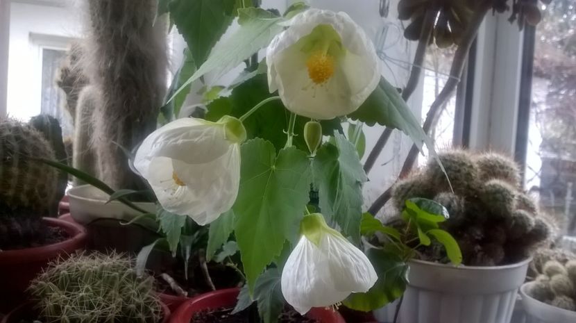 - Abutilon 2016-2017 -2018-2019