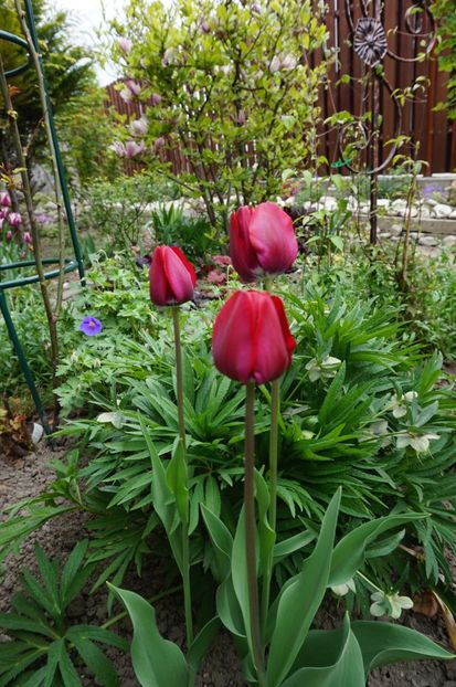  - 2017 Gradina