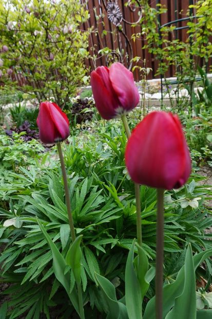  - 2017 Gradina