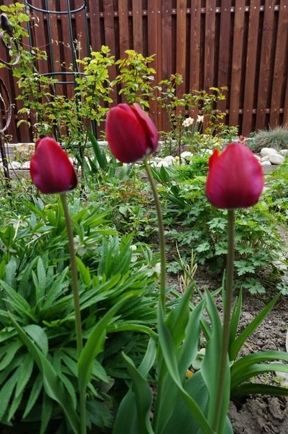  - 2017 Gradina