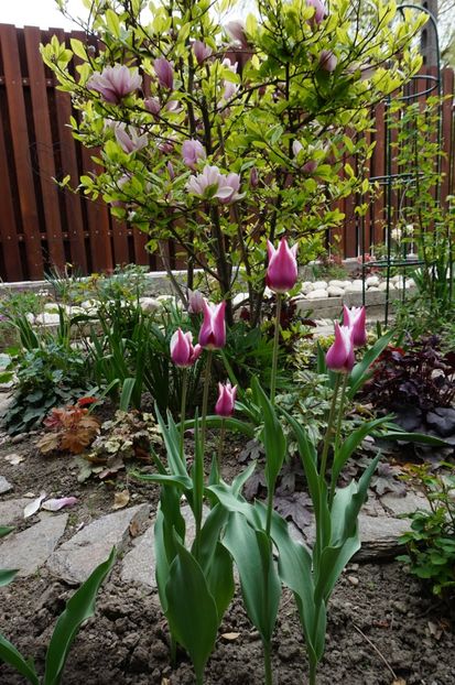  - 2017 Gradina
