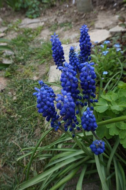  - 2017 Gradina