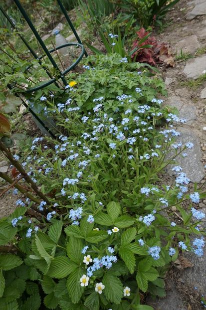  - 2017 Gradina