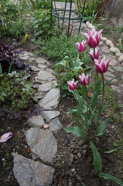  - 2017 Gradina