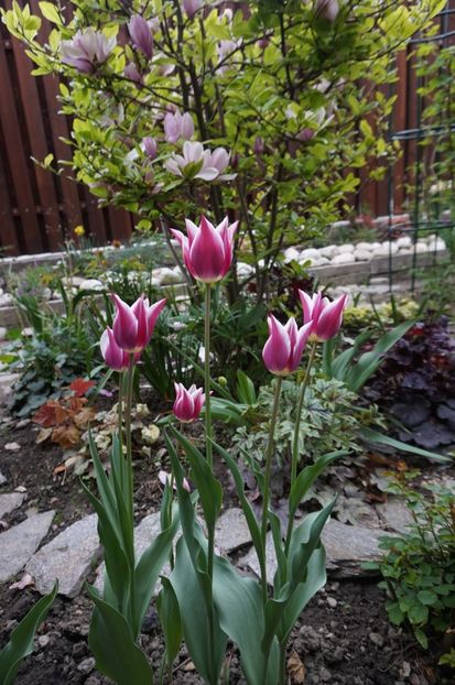  - 2017 Gradina