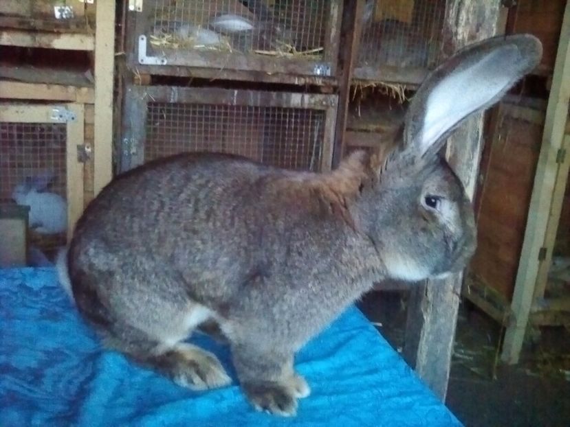  - MASCULUL 1-97P IN 2 EXPO UNGARIA LASZLO BARCSA