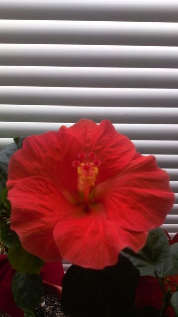 17.04.017 - HIBISCUS-2017