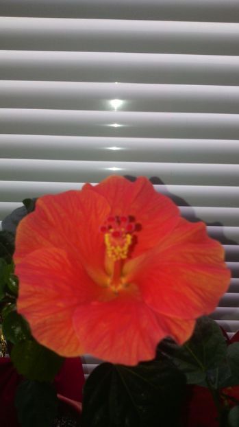 17.04.017 - HIBISCUS-2017