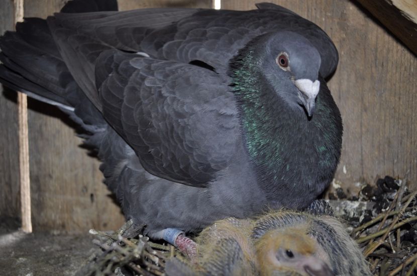 _DSC0528 - Puii 2017