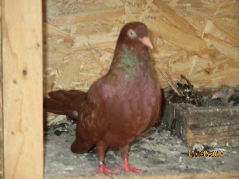  - Z ARHIVA ROLLER DE SMIRNA 2017